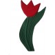 Tulipán